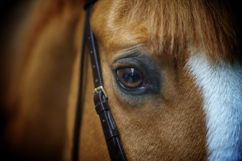 Desvendando a visão do cavalo: Como eles percebem o mundo ao redor?