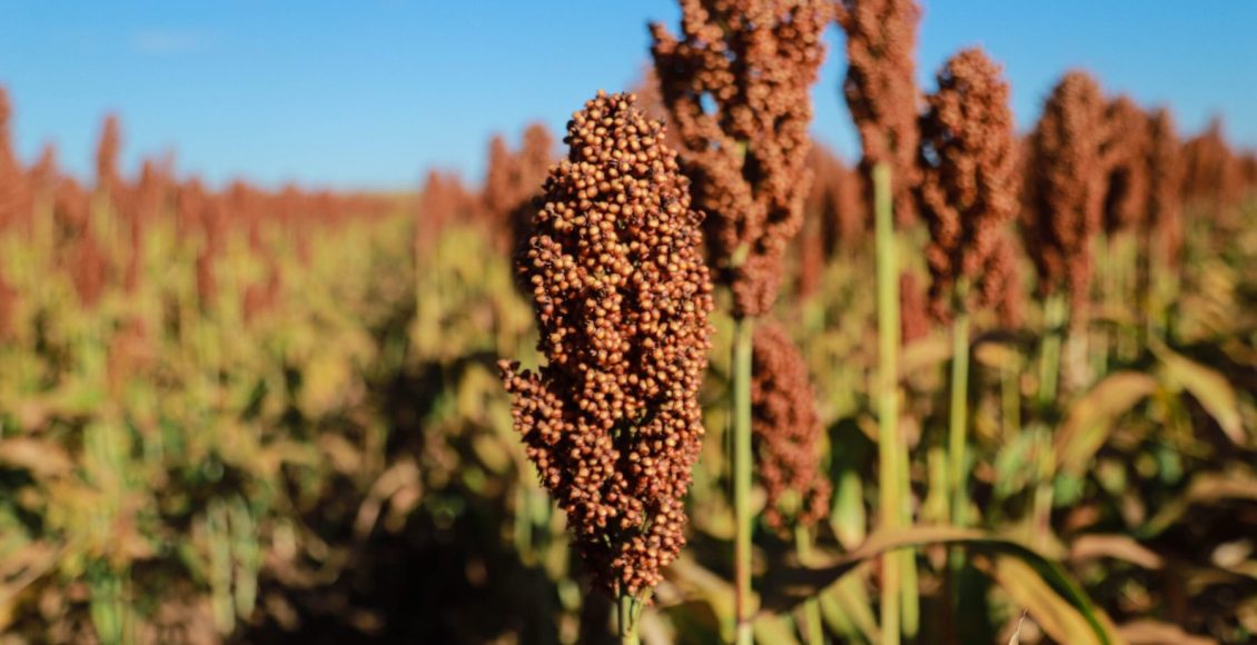 Oportunidades para o sorgo brasileiro em 2025