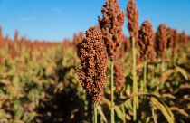 Oportunidades para o sorgo brasileiro em 2025