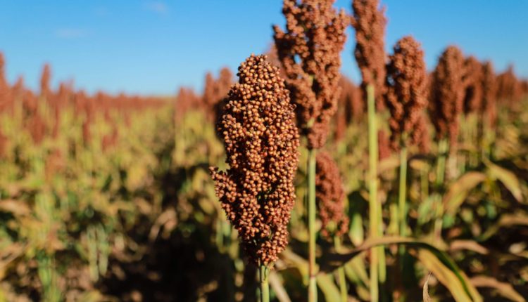 Oportunidades para o sorgo brasileiro em 2025