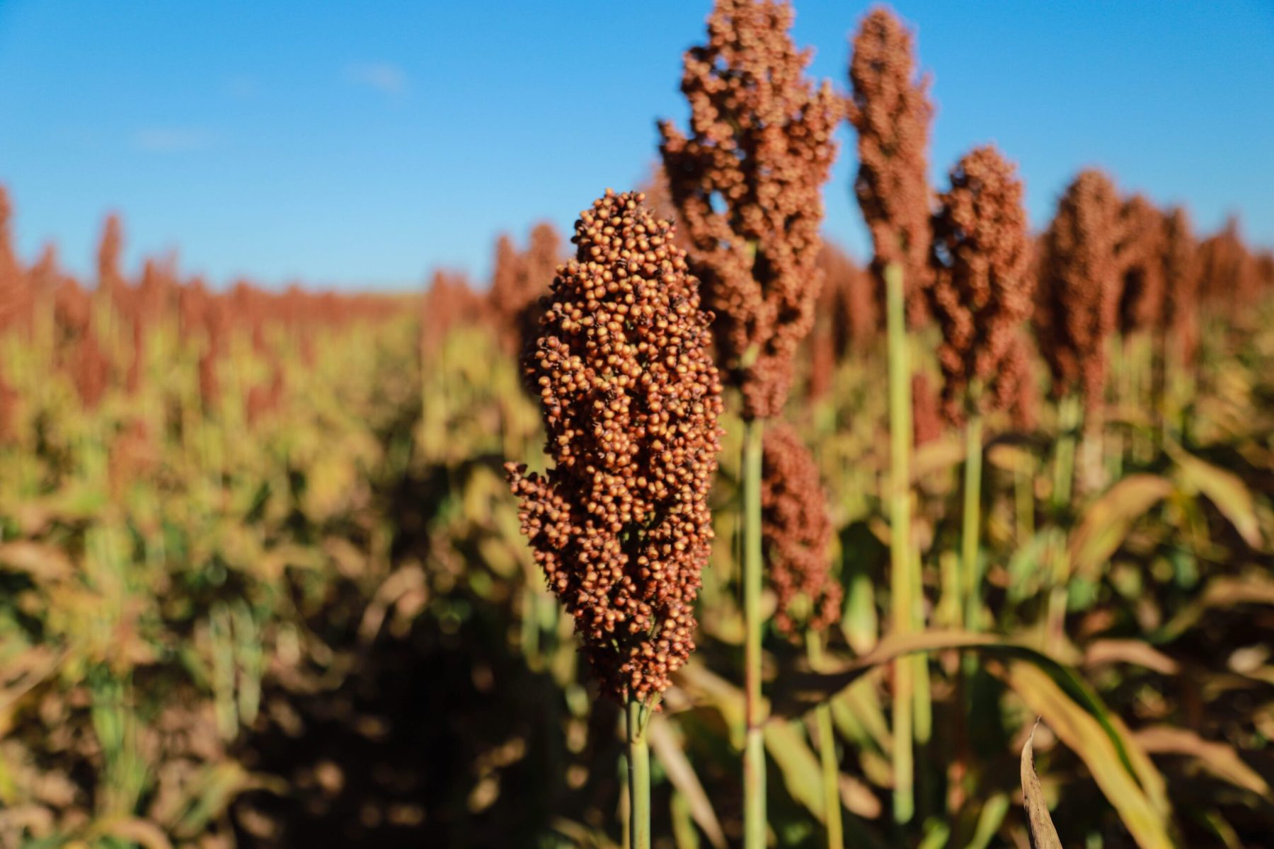 Oportunidades para o sorgo brasileiro em 2025