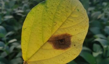 Mancha-alvo na soja: entenda os impactos e aprenda a proteger sua lavoura