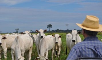 Pecuarista da Bahia tem até 17 de janeiro para atualizar cadastro do rebanho