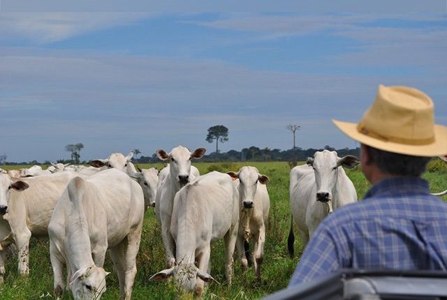 Pecuarista da Bahia tem até 17 de janeiro para atualizar cadastro do rebanho