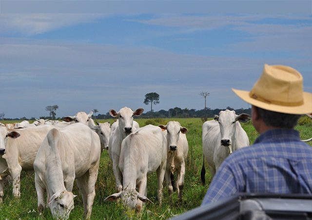 Pecuarista da Bahia tem até 17 de janeiro para atualizar cadastro do rebanho