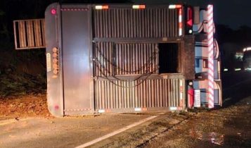 Carreta com 60 cabeças de gado tomba na BR-262 e interdita rodovia
