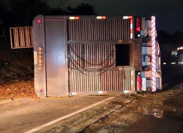 Carreta com 60 cabeças de gado tomba na BR-262 e interdita rodovia