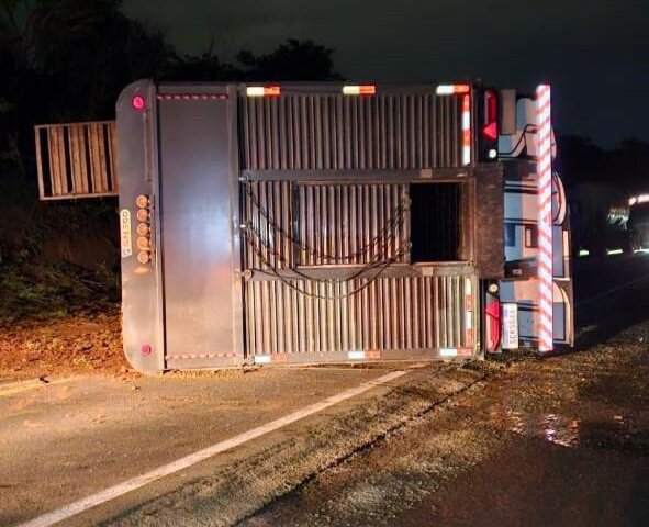 Carreta com 60 cabeças de gado tomba na BR-262 e interdita rodovia