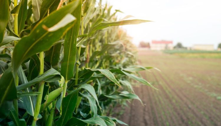 Melhoramento Genético contribui para crescimento da área plantada de milho no Brasil