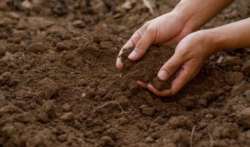 Diagnóstico de solo é o primeiro passo para proteger lavouras e garantir produtividade