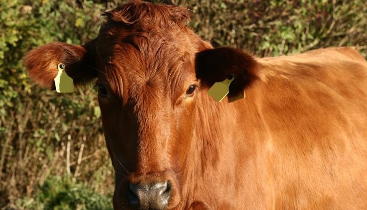 Conheça o tesouro leiteiro pecuária: O Danish Red