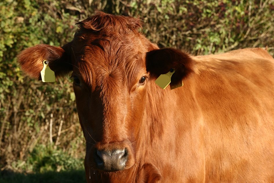 Raça Danish Red, conhecido como o tesouro leiteiro da pecuária