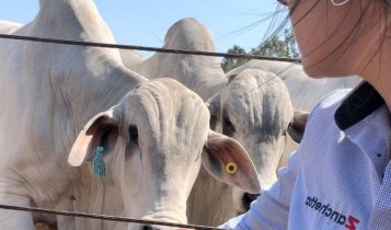 O papel do zootecnista no confinamento bovino e a maximização da produção