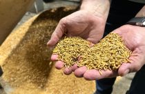 Arroz/Cepea: margens negativas e cenário incerto devem reduzir a oferta em 2026