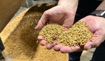 Arroz/Cepea: margens negativas e cenário incerto devem reduzir a oferta em 2026