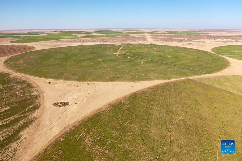 Chinesa transforma 50.000 hectares de deserto no Egito em terras agrícolas 