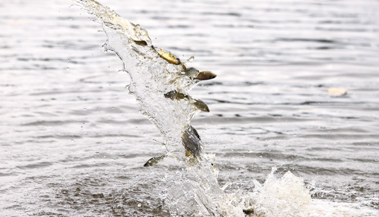 Com essa ação, a empresa CTG Brasil, completou a soltura de cerca de 1,3 milhão de peixes referente ao ciclo 2025.