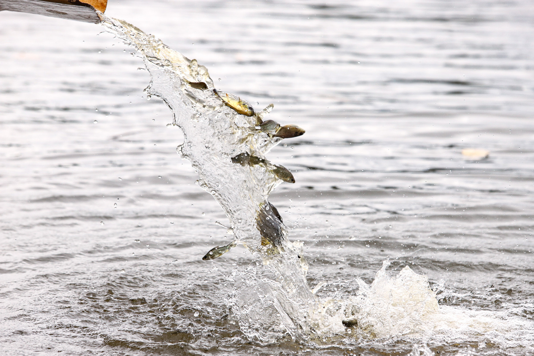 Com essa ação, a empresa CTG Brasil, completou a soltura de cerca de 1,3 milhão de peixes referente ao ciclo 2025.