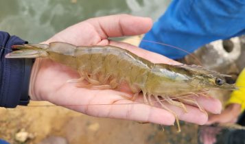 Projeto promove interiorização da produção de camarões no Ceará