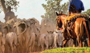 vaqueiros tocando gado nelore - vacada nelore com bezerro ao pe cavalos fotao
