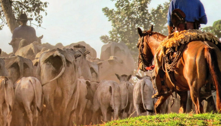 vaqueiros tocando gado nelore - vacada nelore com bezerro ao pe cavalos fotao