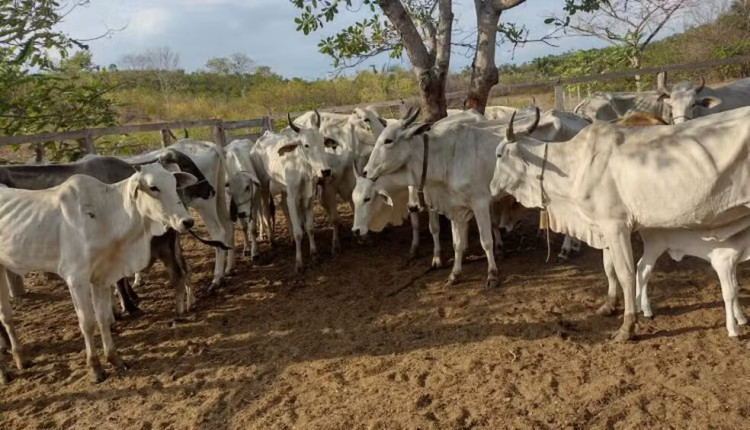 Polícia recupera cerca de 12 cabeças de gado furtadas de propriedade rural no interior do MA