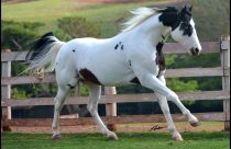A origem da raça de cavalo Paint Horse no Brasil