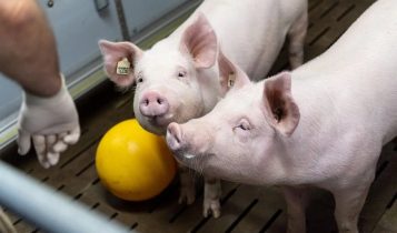 Conheça a criação de porcos utilizada para reduzir a escassez de órgãos humanos