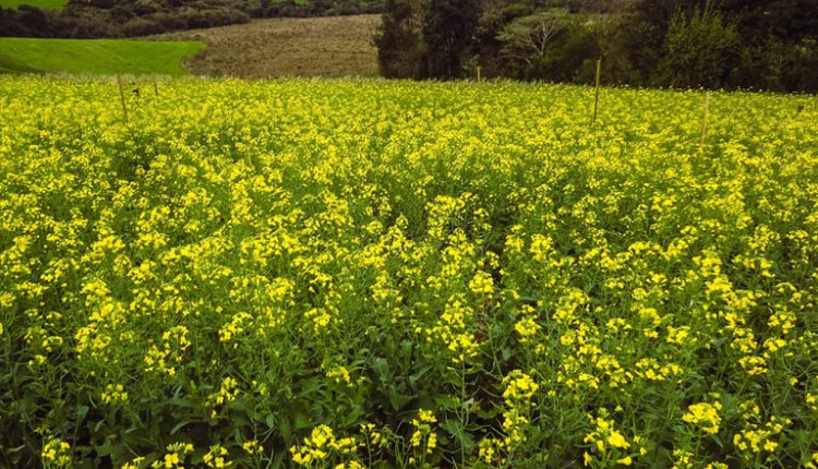 Governo atualiza Zoneamento Agrícola de Risco Climático para a cultura da canola