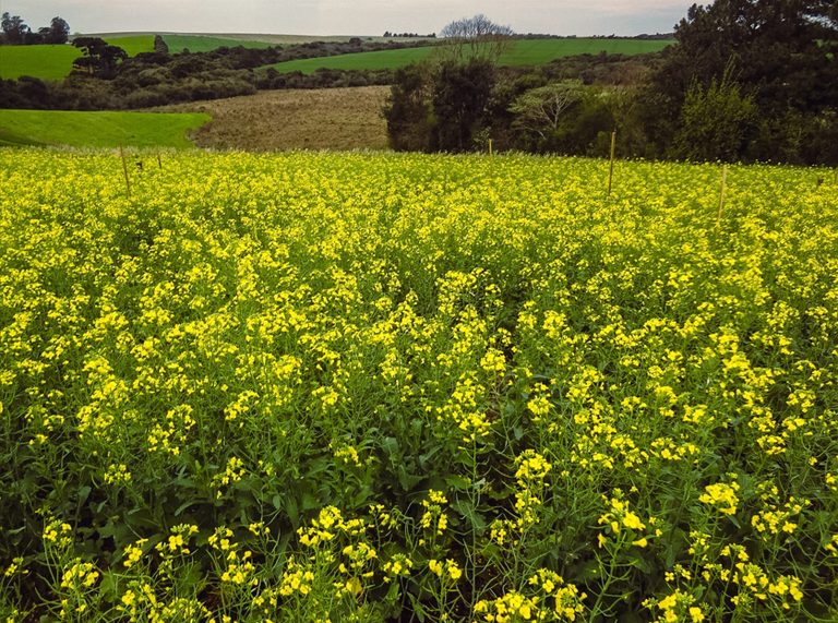 Governo atualiza Zoneamento Agrícola de Risco Climático para a cultura da canola