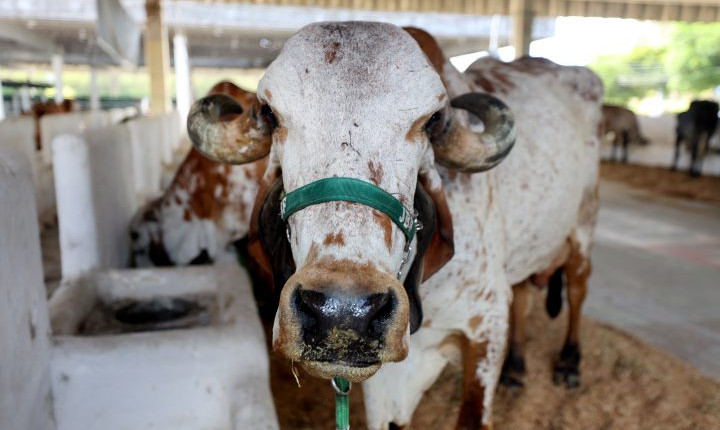 Campanha de atualização de rebanho bovino encerra com 79,2% da exploração regularizada