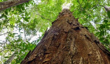 Projeto propõe regras para exploração sustentável do pau-brasil