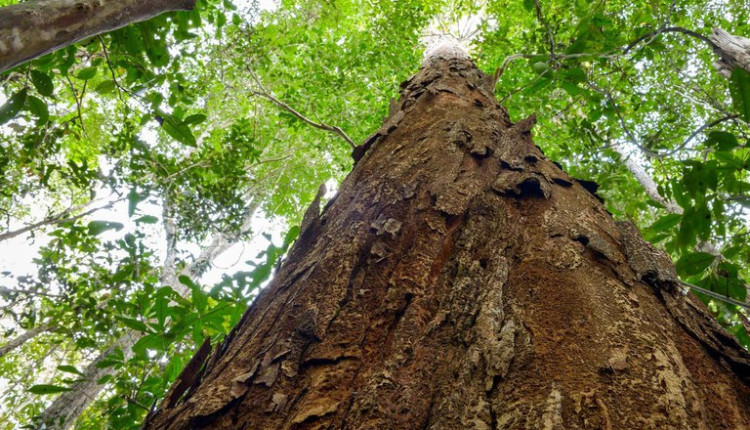 Projeto propõe regras para exploração sustentável do pau-brasil