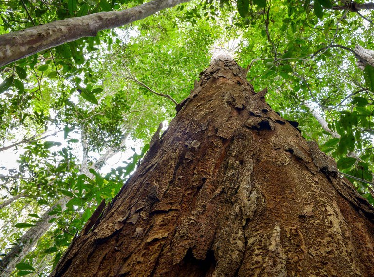 Projeto propõe regras para exploração sustentável do pau-brasil