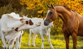 Vacas e cavalos podem reduzir a carga de parasitas uns dos outros?