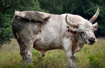 Bovino selvagem, conheça a raça Chillingham que é uma fera britânica