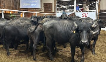 Leilão de Búfalos encerra o ano com alta demanda e valorização dos animais