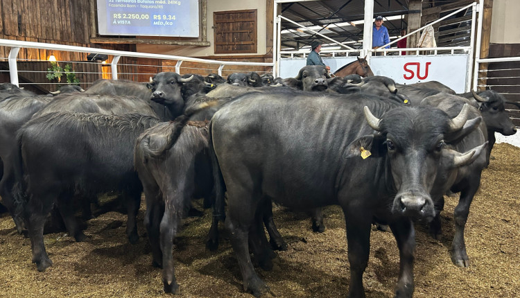 Leilão de Búfalos encerra o ano com alta demanda e valorização dos animais