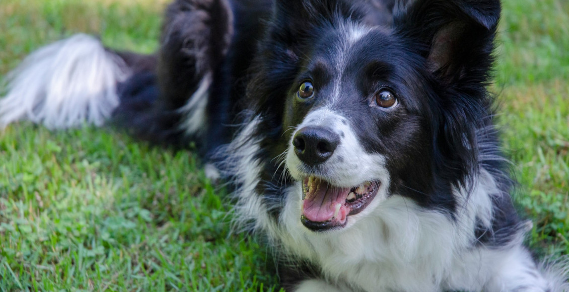 Raca de cachorros border collie preto e branco