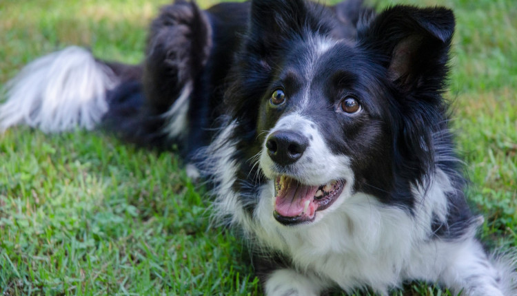 Raca de cachorros border collie preto e branco