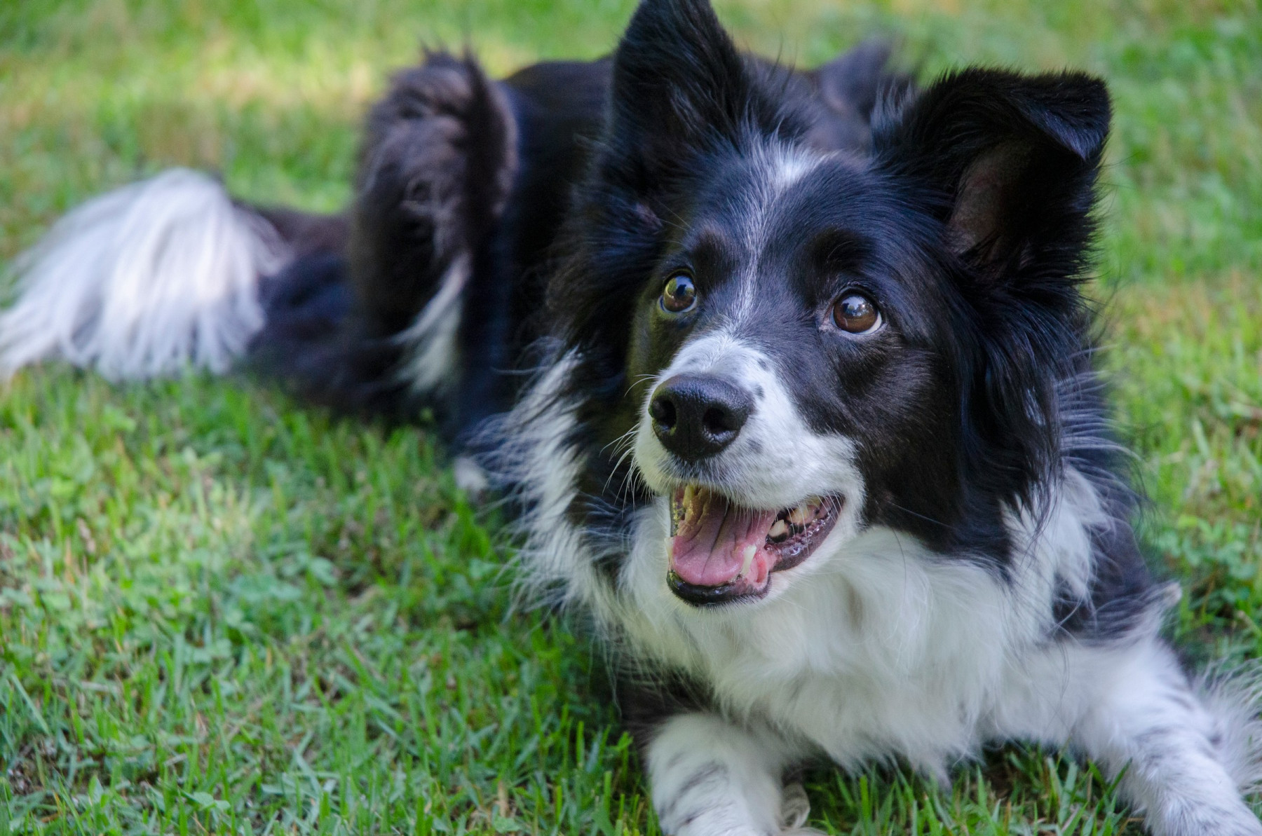 Raca de cachorros border collie preto e branco