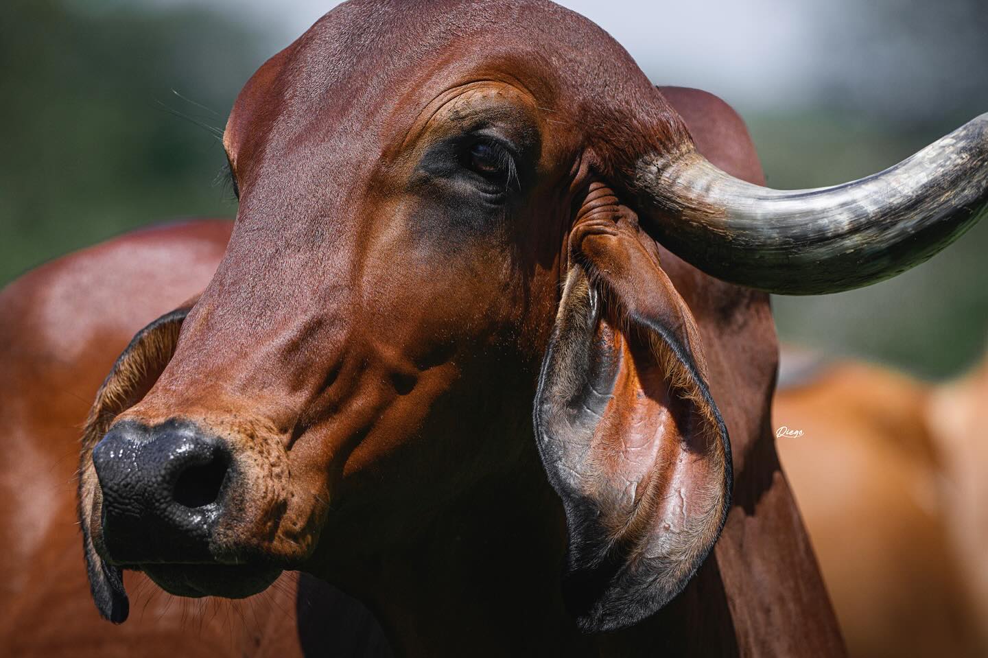 Vaca Gir Leiteiro - fotao