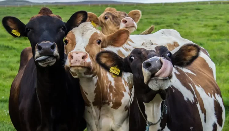 Vacas alimentadas com Cannabis