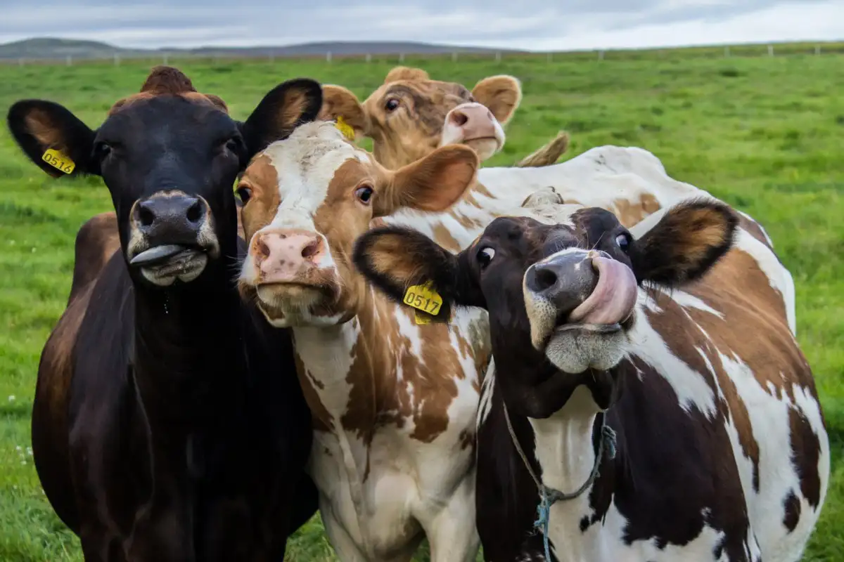 Vacas alimentadas com Cannabis