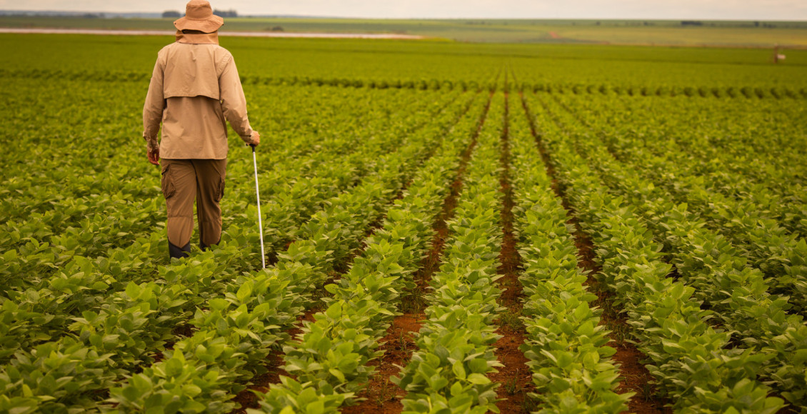 agricultor olhando a soja verde no campo - pragas da soja - fotao