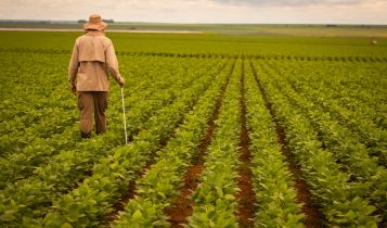 A flor que “mata” nematoides: Crotalária é a blindagem que sua soja precisa na entressafra