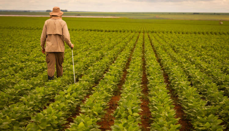 agricultor olhando a soja verde no campo - pragas da soja - fotao