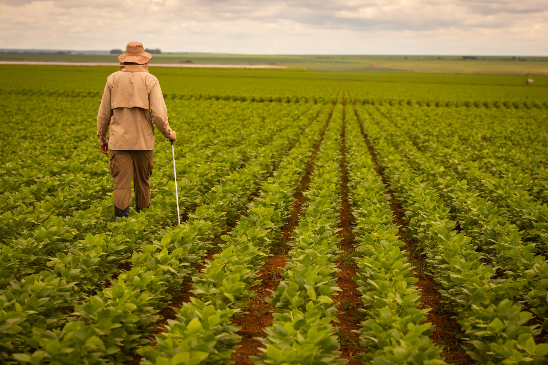 agricultor olhando a soja verde no campo - pragas da soja - fotao