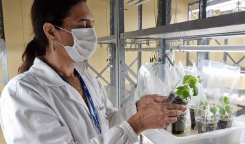 Analista de laboratório da Embrapa Arroz e Feijão Gesimaria Ribeiro com a primeira geração de plantas de feijão editadas geneticamente