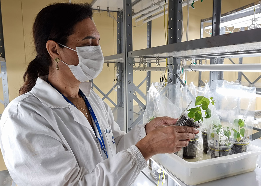 Analista de laboratório da Embrapa Arroz e Feijão Gesimaria Ribeiro com a primeira geração de plantas de feijão editadas geneticamente